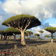 Image for article titled Where on Earth do these extraterrestrial toadstool trees grow?